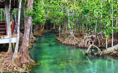 Tha Pom Khlong Song Nam, mangrove forest with green lake in Krabi province which is in the south of...