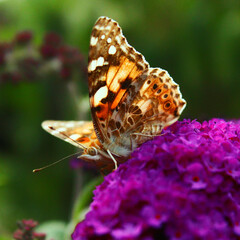 Schmetterling auf Blume