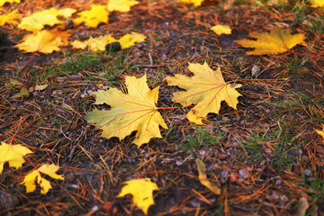 Two maple leaves on the ground among pine needles and cones. Autumn foliage background, selective focus.