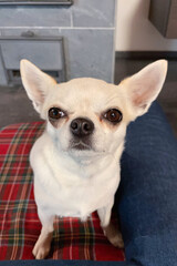 cane animale domestico in casa amico uomo cuccia 