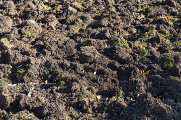 Gardening work soil digging of flower bed for planting flowers with a rope and posts wooden pegs in a park in autumn