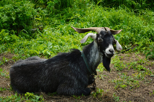 Adult black goat lies on green pasture and looks at the camera.