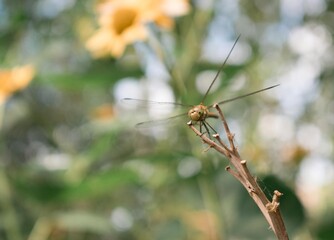 A dragonfly sits on a dry branch against a background of foliage and yellow flowers