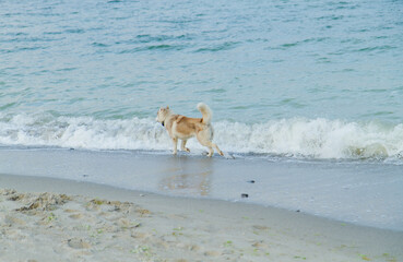 dog running on the beach