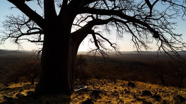 Static sunset timelapse of giant silhouette African Baobab (Adansonia digitata) dry season on hill looking down into valley as sun flare/streaks through branches, shadows moving, Nwanedi, Limpopo, Sou