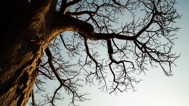Static day to night timelapse of giant African Baobab tree (Adansonia digitata) late afternoon with golden sunlight against blue sky, night falls with Milky Way popping against dark starry sky, South 