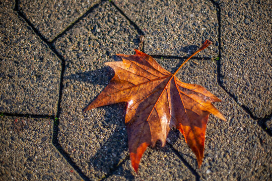 Closeup of a yellow leaf on the pavement