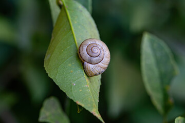 Snail on Mandarin leaves in the Caucasus
