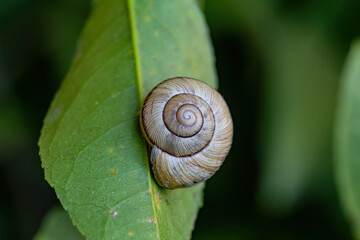 Snail on tangerine leaves close-up.