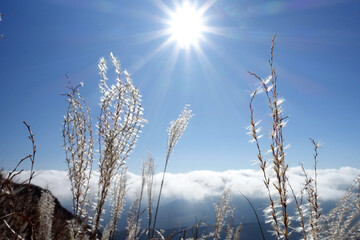 秋の由布岳登山道のススキと雲海と太陽
