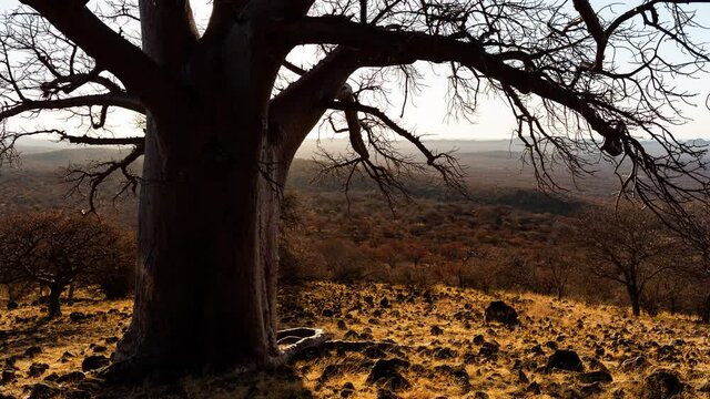 Static medium late afternoon timelaspe of silhouette African Baobab (Adansonia digitata) as sun sets, shadows move in scenic landscape, dips to black in dry season, Nwanedi, Limpopo, South Africa.