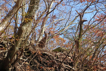 由布岳登山中に見つけた野生の鹿と目が合う