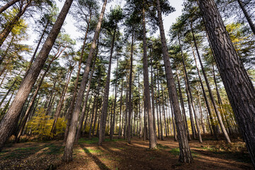 UK Countryside Forest Trail Walk. Highlighting tall woodland. Wide Angle