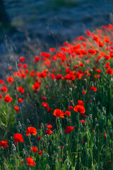 Poppies field and almond trees, Terres de l'Ebre, Tarragona, Catalunya, Spain