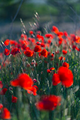 Poppies field and almond trees, Terres de l'Ebre, Tarragona, Catalunya, Spain