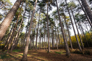 Mystical Forest Path in Autumn with Extremely Tall Trees. Landscape Nature