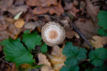 A Parasol Mushroom From Top