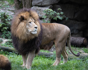 Lion © Jens