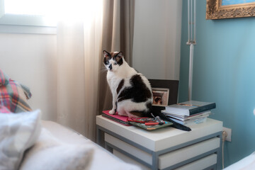 gato blanco y negro con ojos azules sentado sobre una mesa
