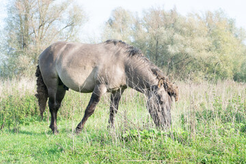 Horse eating grass in sunlight