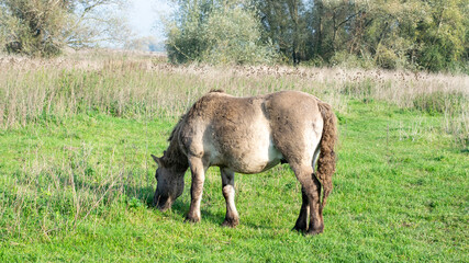 Horse eating grass in sunlight