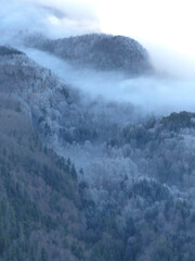 Foggy forest in wintertime from above