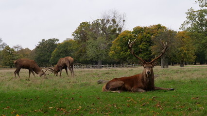 Fototapeta na wymiar Deer Mid-shot In Bushy Park