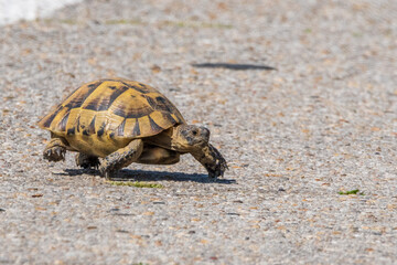 Obraz premium A wild turtle crosses an asphalt road