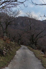 Mediterranean chestnut forest. View of trees in autumn. Italy.