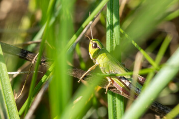 green grasshopper in the grass close-up. macro photo of an insect