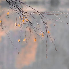 Rainy autumn landscape. Birch branch with yellow leaves and rain drops.