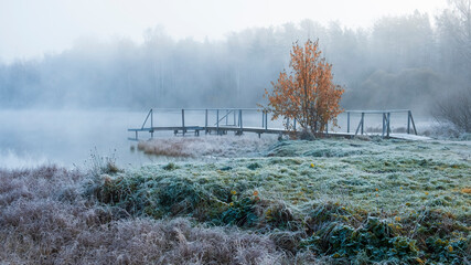 yellow tree in First frost on a forest misty lake with a pier, autumn landscape