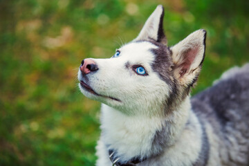dog breeds husky © zokov_111