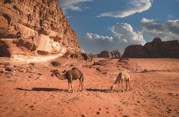 herd of camels  grazes  in the sands of the Wadi Rum desert in Jordan