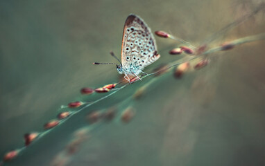 Small Mazarine blue butterfly macro.