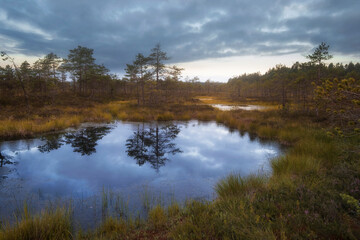 Fototapeta na wymiar Autumn landscape in a northern swamp with a gloomy sky in the nature reserve Boloto Ozernoe in the Leningrad region of Russia