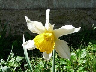 narcissus