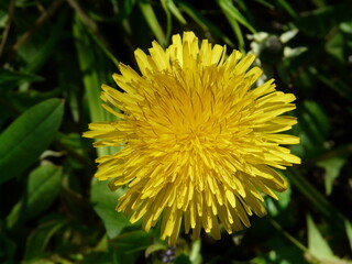 dandelion in the garden