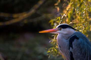 Airone appollaiato nel parco del Valentino, Torino