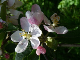 apple flower