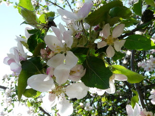apple flower