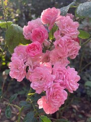 pink flowers