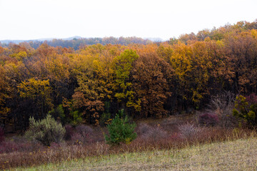 In the distance you can see a deciduous forest photo from the hump