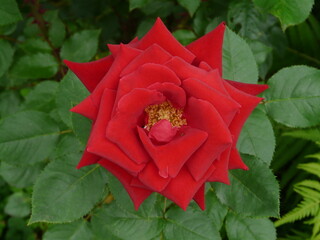 rose