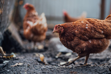 Chickens in enclosure. Brown hens walking on autumn day on farm. Red chicken walking in paddock. Chickens looking for grains while walking in paddock on farm