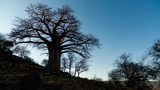 Static early morning sunrise timelapse of dry African landscape with giant Baobab (Adansonia digitata) silhouette against blue sky as sun rise to light up scenic hill, shadows moving, Nwanedi, Limpopo