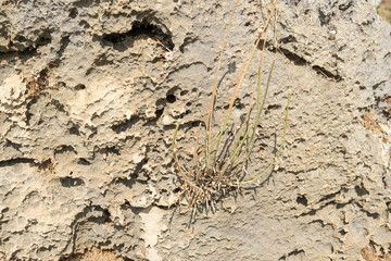 Limestone rock close up and a withered plant growing on it
