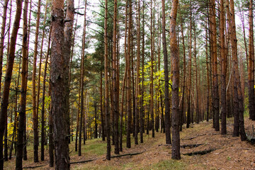 Trunks of trees of pine forest Ukraine