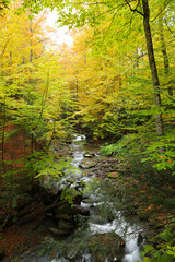 Waterfall in the autumn beech forest.