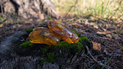 Two large yellow Baltic amber are lying on the moss in the autumn forest.  This ancient magic unique healing amber is a beauty in nature.